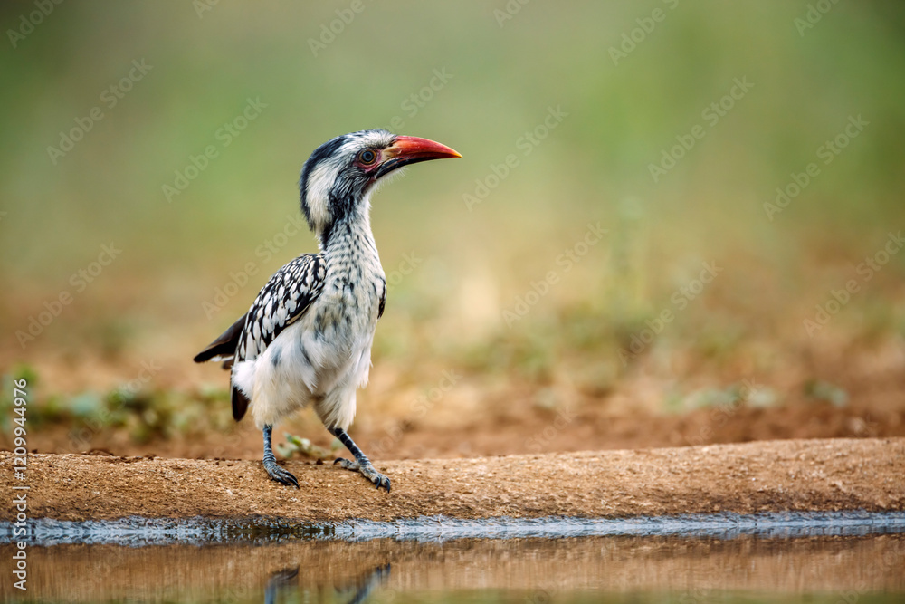 Fototapeta premium Southern Red billed Hornbill standing ground level along waterhole front view in Greater Kruger National park, South Africa ; Specie Tockus rufirostris family of Bucerotidae