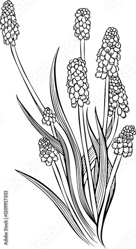 Blooming muscari flowers. Spring grape hyacinth garden plant. Vector illustration in hand drawn sketch doodle style. Line art graphic wildflower isolated on white. Design for coloring book