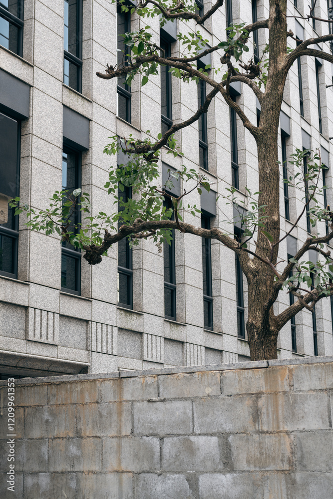 Gray modern building and wall with green tree
