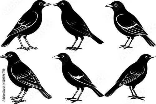 Set of myna bird silhouette vector illustration