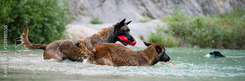 Purebred belgian shepherds retrieving toys from the lake