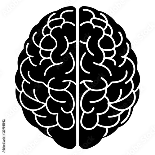 human brain anatomy