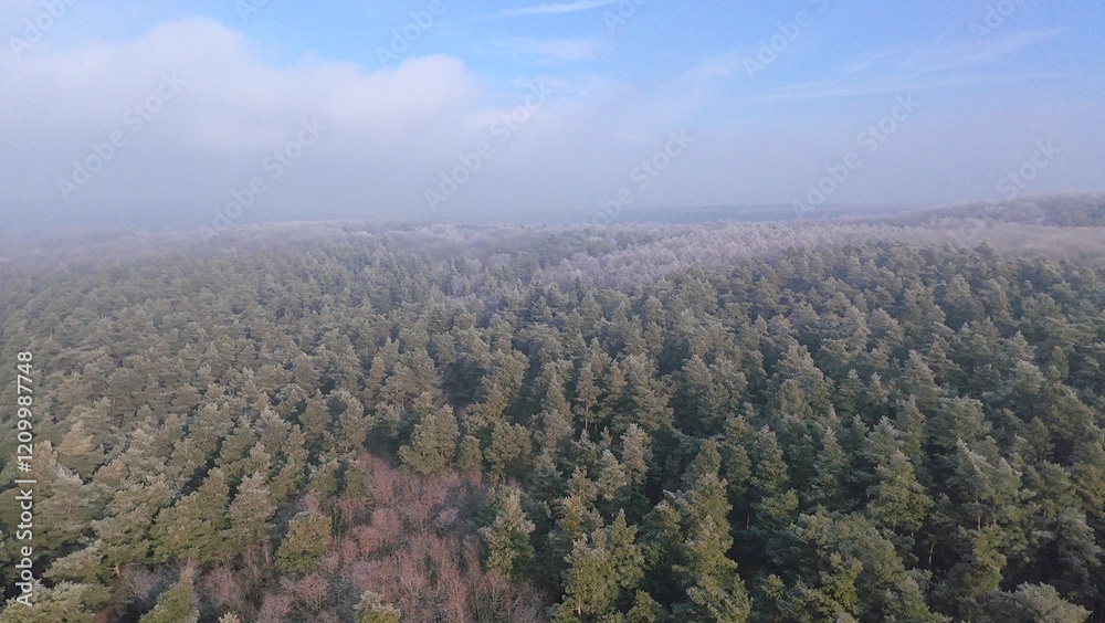 Wald im Winter