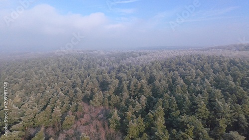 Obraz na płótnie Wald im Winter w salonie