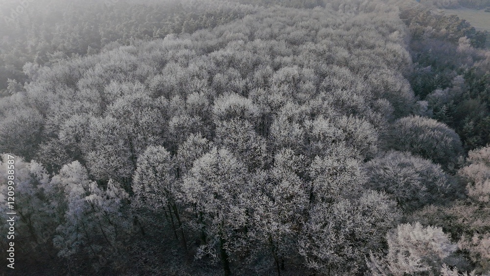 Wald Winter Vogelperspektive