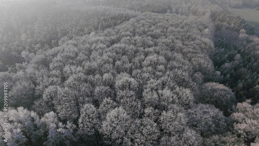 Wald Winter Vogelperspektive