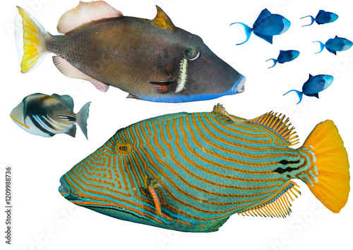 Triggerfish Collection From Waters Around The World – Isolated PNG with Transparent Background