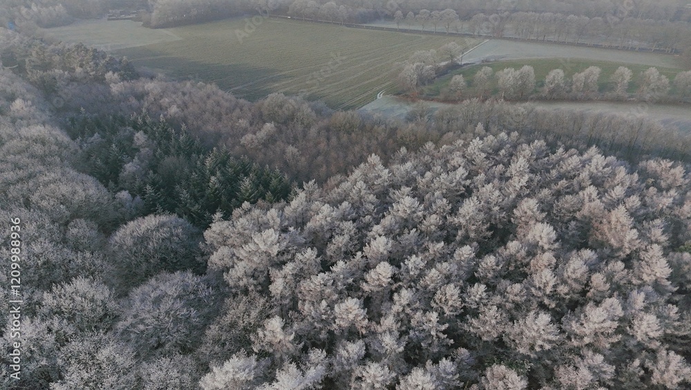 Wald Winter Vogelperspektive