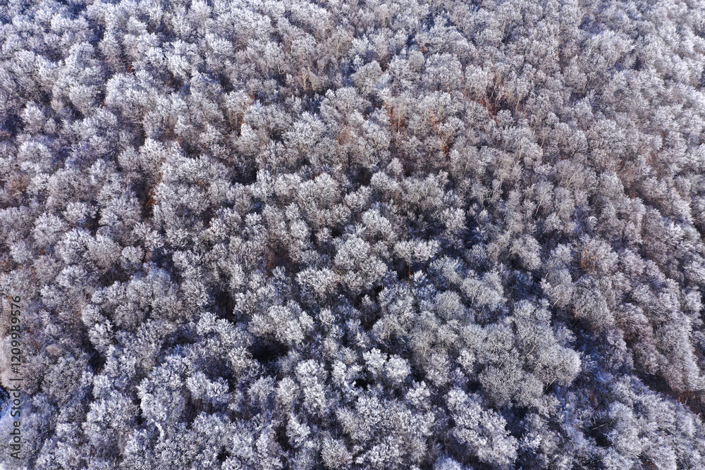 Aerial view of frozen canopy of winter forest Aerial view of frozen canopy of winter forest