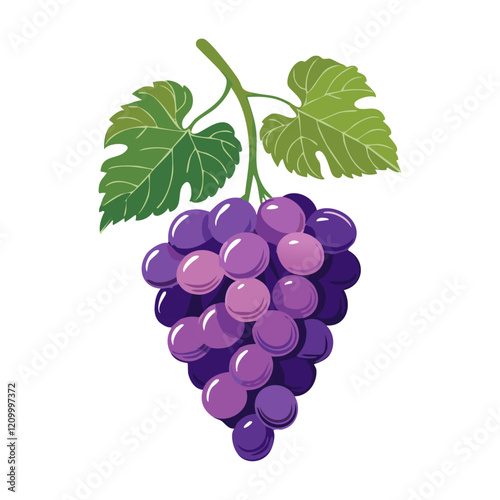 Grapes on a branch with leaves vector illustration. Image of berries on a branch in cartoon style for packaging and design.