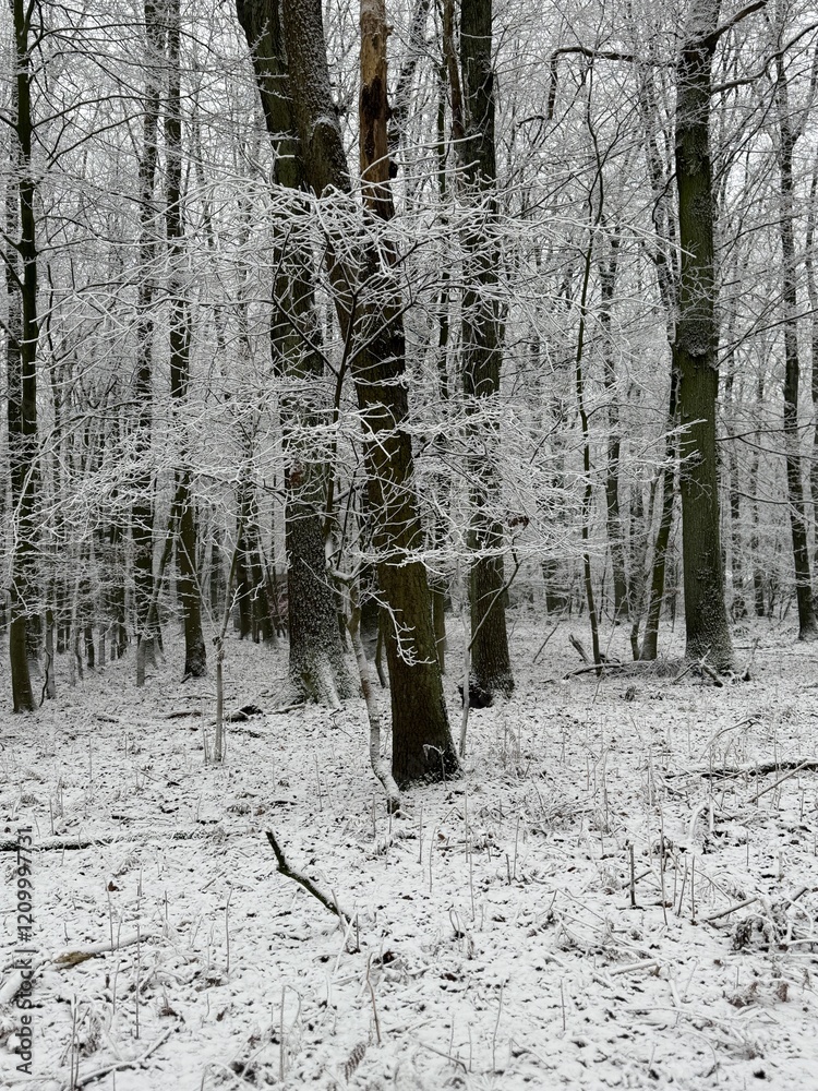 Fototapeta premium Wald im Winter