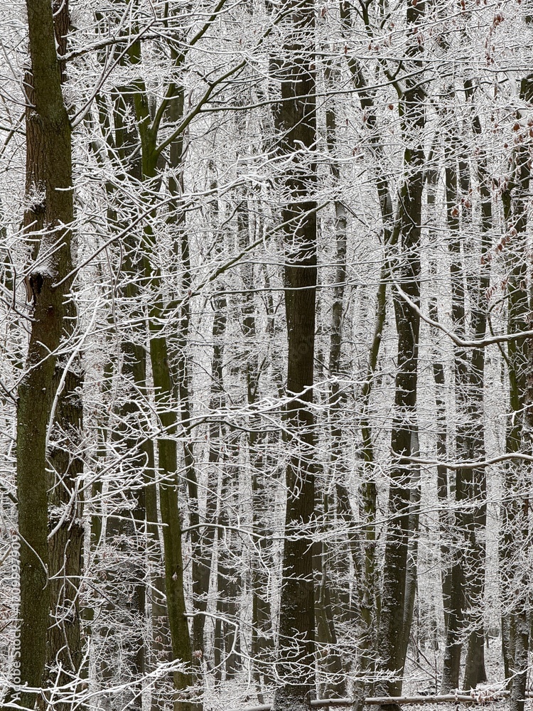 Fototapeta premium Wald im Winter