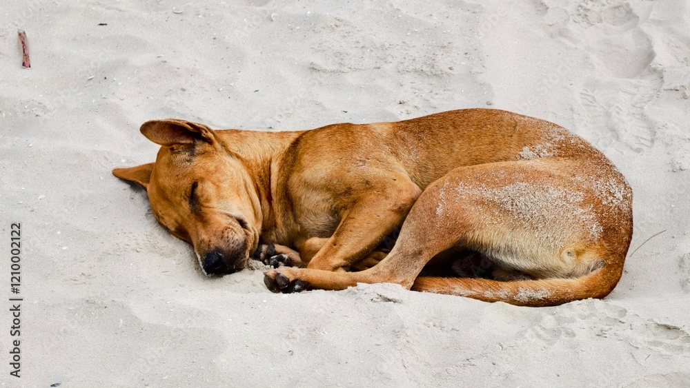 Sleeping Brown Dog on Sandy Beach Resting Peacefully Sleeping Brown Dog on Sandy Beach Resting Peacefully