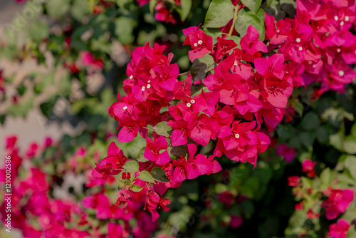 Selective focus of purple red Bougainvillea flower in the garden, The inflorescence consists of large colourful petal like bracts which surround three simple waxy flowers, Natural floral background. photo