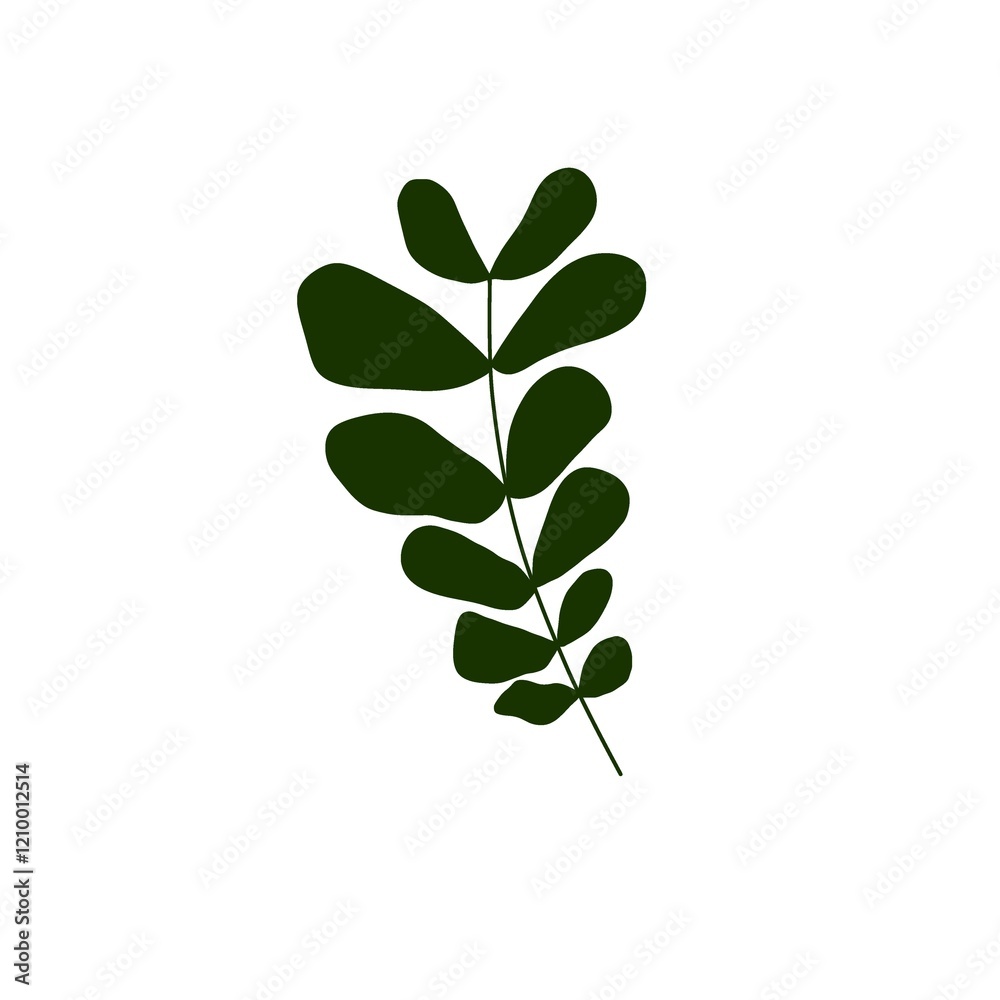 Illustration of isolated Moringa oleifera leaves on a white background. Illustration of isolated Moringa oleifera leaves on a white background.
