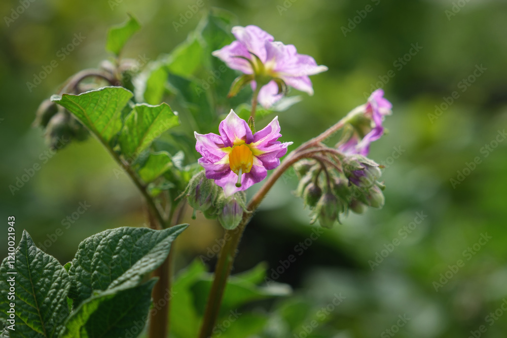 Fototapeta premium Potato in bloom. Pink potato flowers bloom in a farmer's field. Selective focus