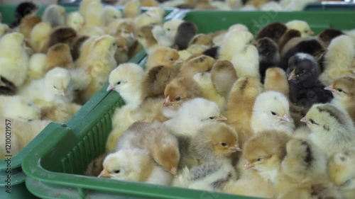 Many small chickens in plastic boxes. Yellow cute newborn chickens for sale.