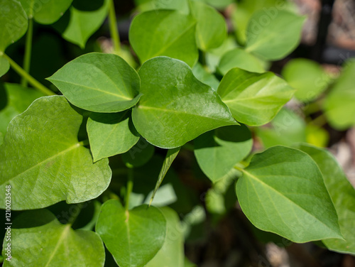 Wallpaper Mural Close-up of heart-shaped green sweet potato leaves in natural sunlight Torontodigital.ca