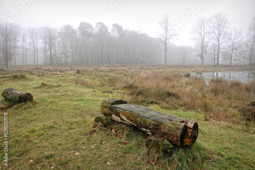 Foggy serne sceenic Forest Landscape with Log photo