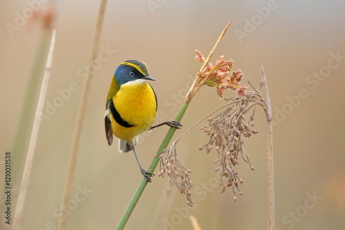 Siete colores posado en juncal. Eng: Many-colored rush-tyrant perched on the reeds.