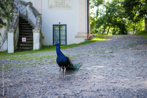 bright exotic peacock walking on thelawn o the castle Blatna photo