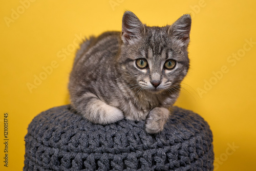 Professional photo shoot capturing the elegance and charm of a gray tabby cat. Set against a uniform background, this versatile image is ideal for editorials, advertising, and visual storytelling. Pho