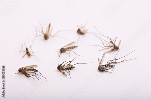 Many Aedes mosquitoes Lying dead on a white background  photo