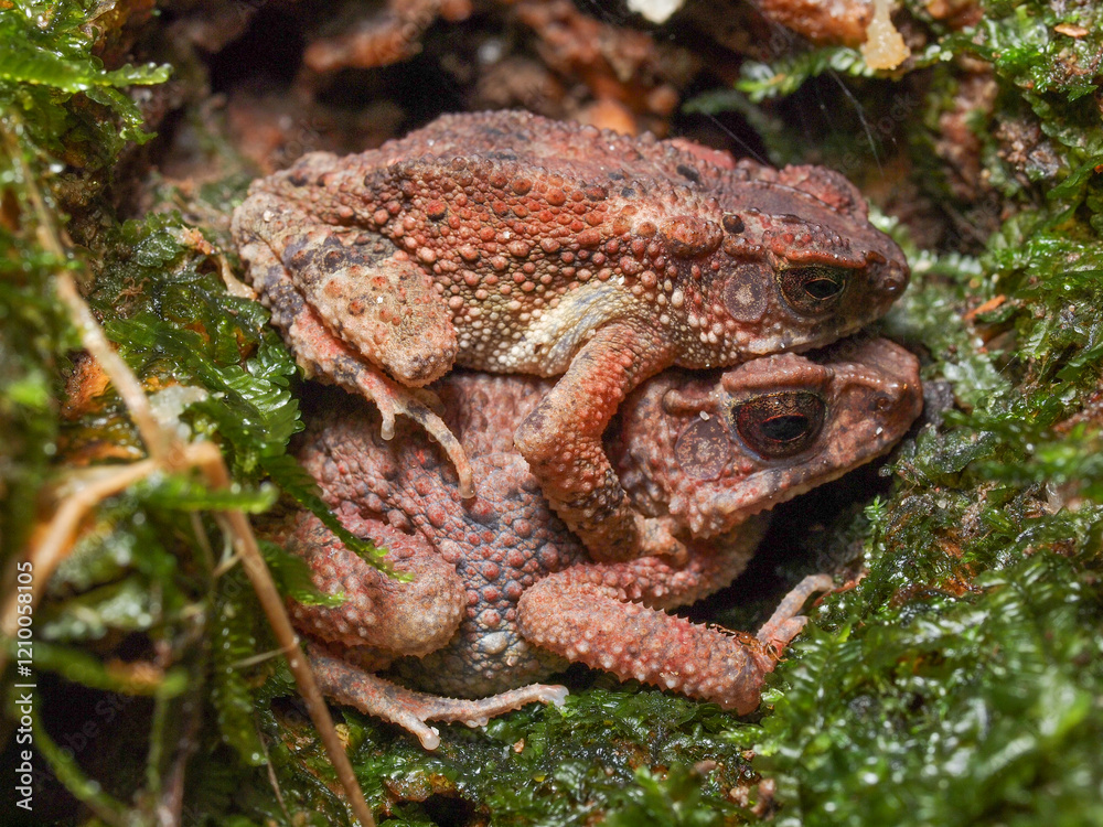 Naklejka premium Two brown toads (bufo bufo) resting together, one atop the other showcasing balance, calmness and nature's serene harmony