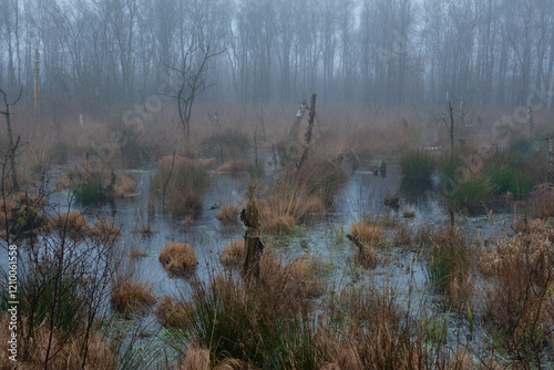 Drowning forest caused by rising groundwaterlevel: dead and dying birches in a swampy, misty landscape