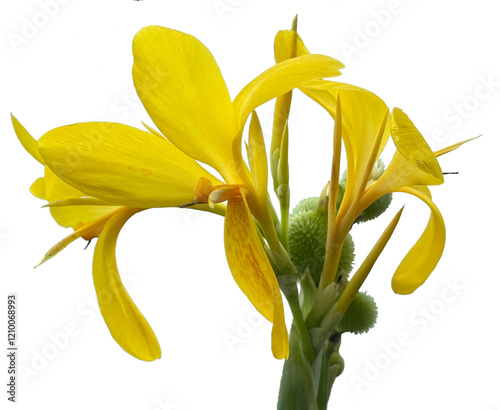 yellow lily isolated on white, canna indian
