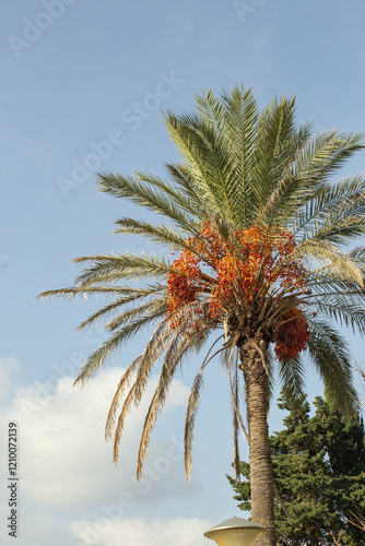 Date palm fruits against the blue sky in autumn in Budva, Montenegro. High quality photo