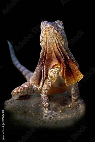 Kragenechse (Chlamydosaurus kingii) Agame, Australien, Neuguinea