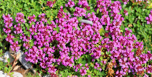 Zwergiger-Thymian mit vielen Blüten, Panorama photo