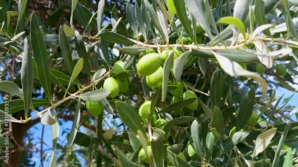 Olive tree branch leaves closeup detail growing Olive tree branch leaves closeup detail growing