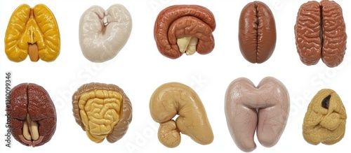 Animal organ models lungs, kidneys, brains, & more; educational tools; white background photo
