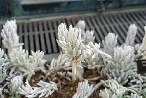 Close up of Senecio haworthii Succulent with Silvery Leaves in a Greenhouse. photo