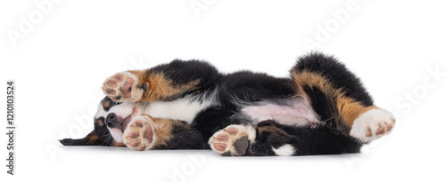 Adorable Bernese Mountain dog puppy, laying down side ways. Showing belly and toe beans. Isolated on a white background. photo