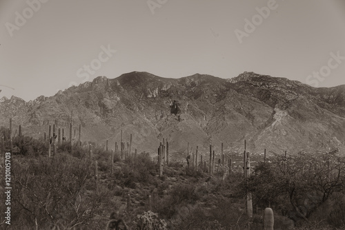 This stunning photo captures the beauty of the Tucson desert, with towering saguaro cacti standing proudly in the foreground, their green arms reaching up towards a brilliantly colored blue sky. 