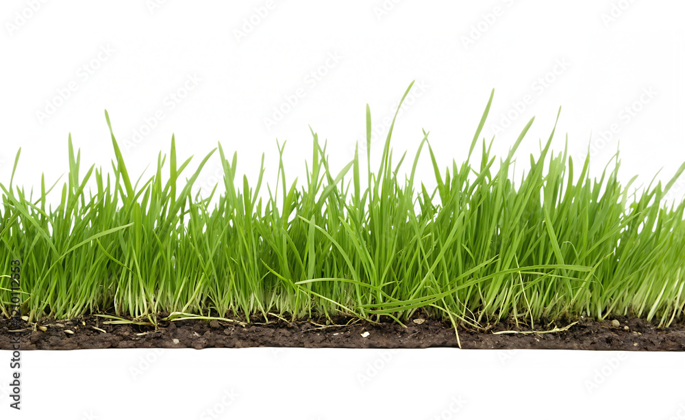 grass line isolated on white background PNG.AI GENERATED grass line isolated on white background PNG.AI GENERATED