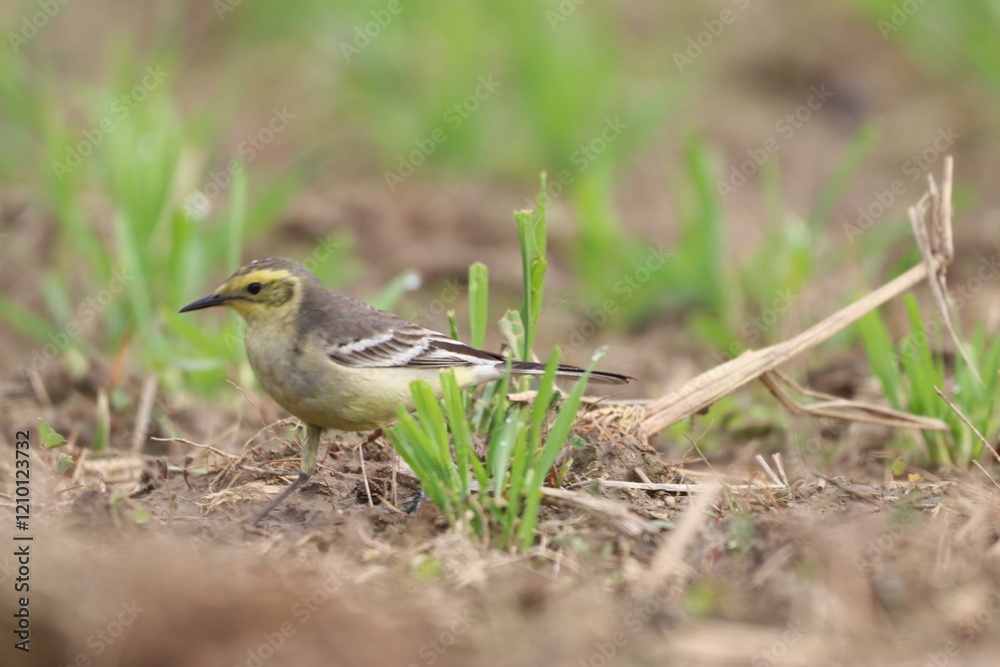 Fototapeta premium Robin on ground