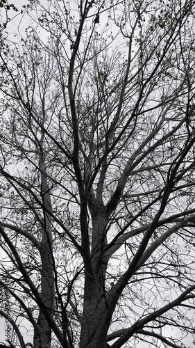 alamo blanco, arbol, naturaleza photo