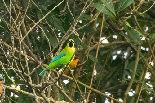 blue-winged leafbird or Chloropsis moluccensis at Dehing Patkai in Assam, India photo