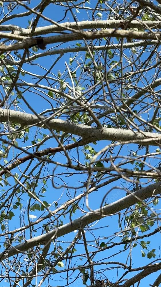 alamo blanco, arbol, naturaleza
