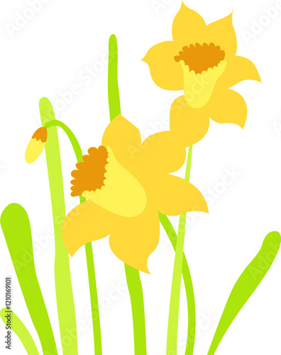 Narcissus cartoon. Daffodil flowers, spring plants.