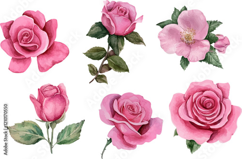 set of pink roses