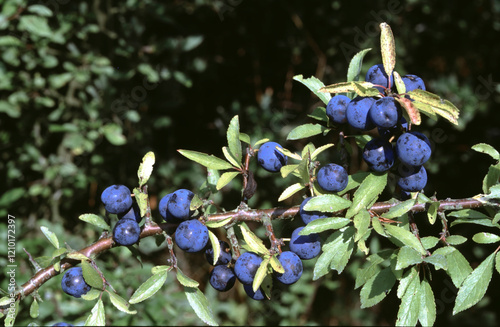 close-up pf the blue fruits of the prunus spinosa or blackthorn