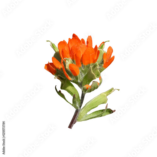 Castilleja coccinea - known as Indian Paintbrush and Scarlet Painted-cup - Native North American Prairie Wildflower isolated