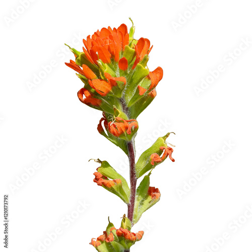 Castilleja coccinea - known as Indian Paintbrush and Scarlet Painted-cup - Native North American Prairie Wildflower isolated