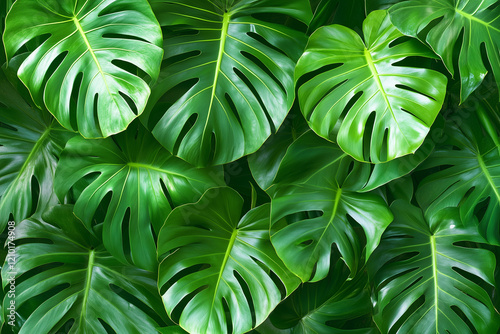 Exotic monstera leaves in a lush, green composition