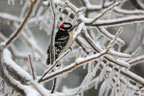 Obraz na płótnie Downy woodpecker in the ice and snow